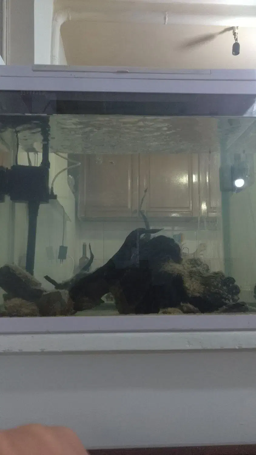 آکواریوم شیشه خم|ماهی|تهران, حسینآباد|دیوار