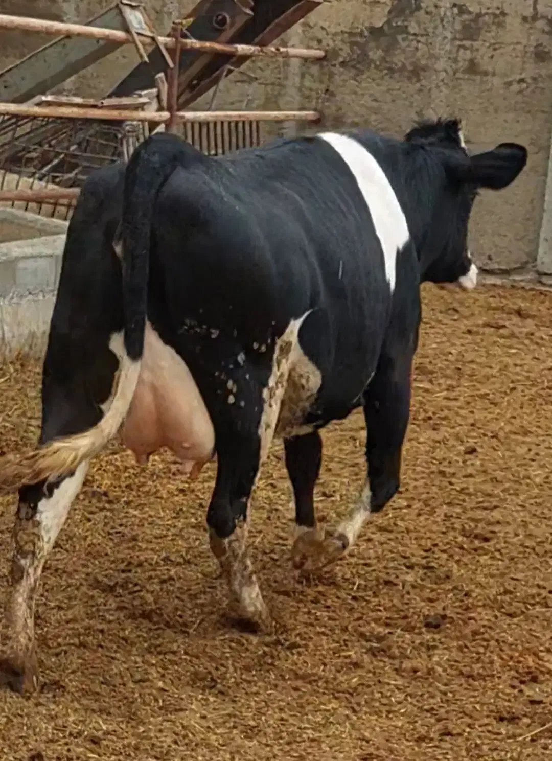 گاو|حیوانات مزرعه|ماهیدشت, |دیوار