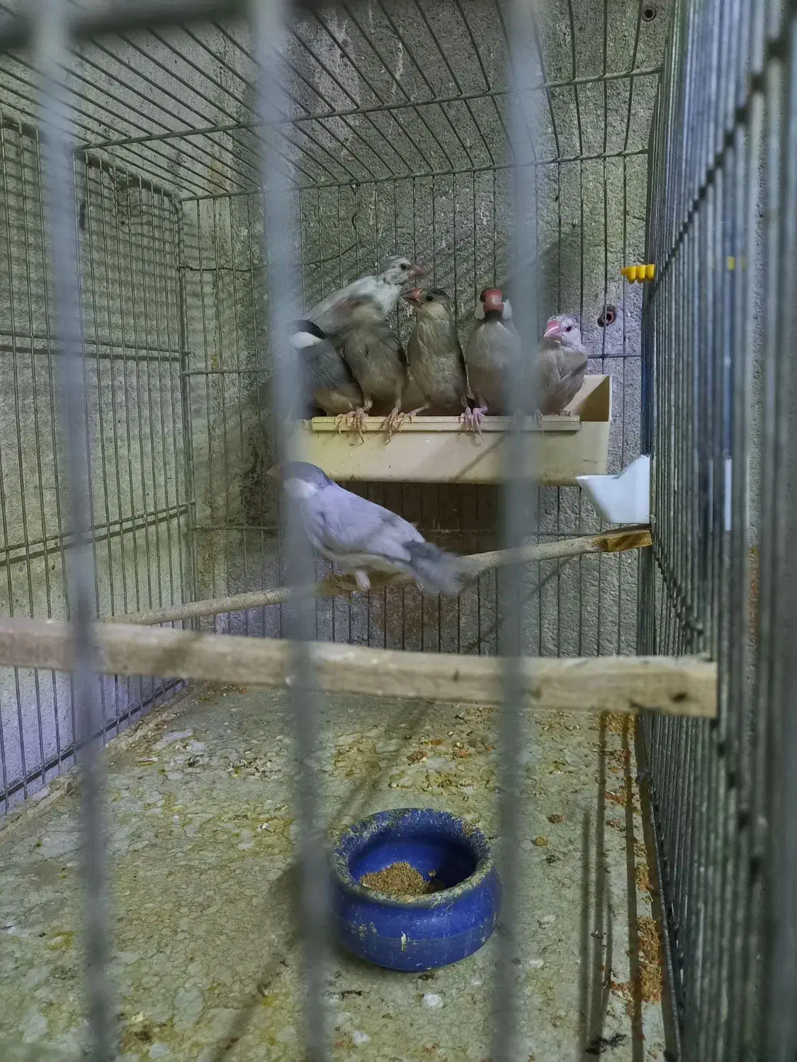 ۱۷ عدد فنچ نرگسی|پرنده|تهران, شیخ هادی|دیوار