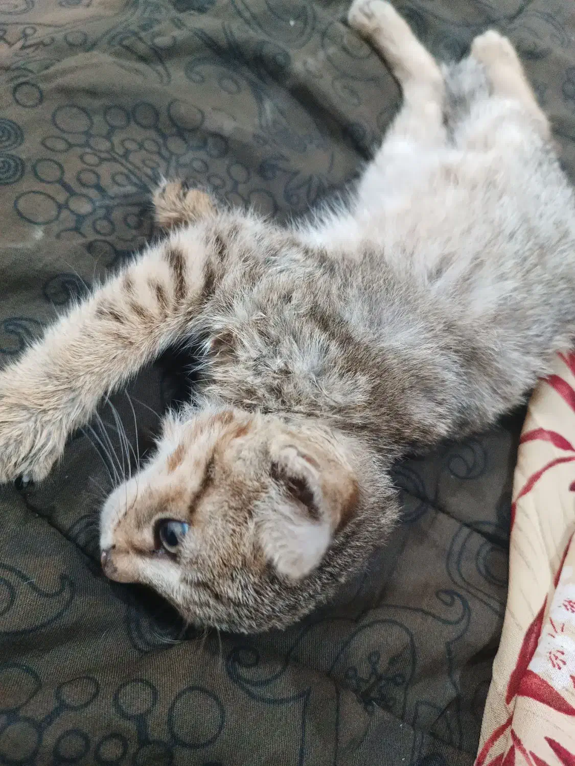 بچه گربه نر|گربه|چمران, |دیوار