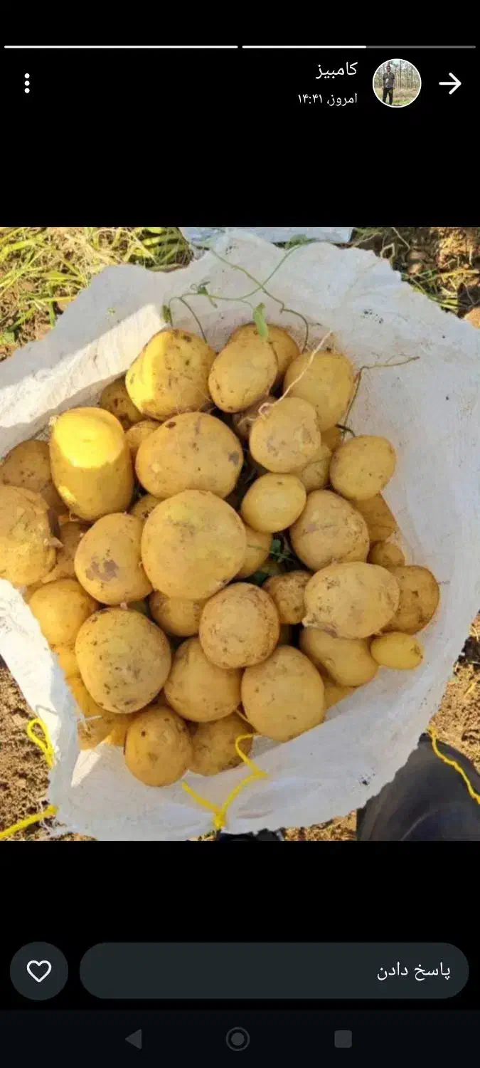 سیب خاکی جلی|عمده‌فروشی|فریدونشهر, |دیوار