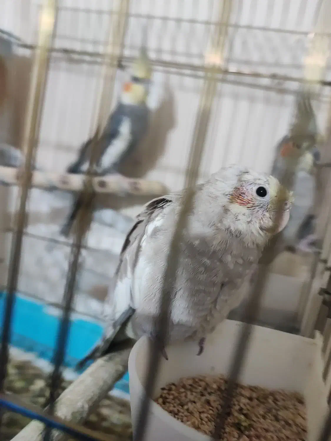 عروس هلندی با جوجه|پرنده|دورود, |دیوار