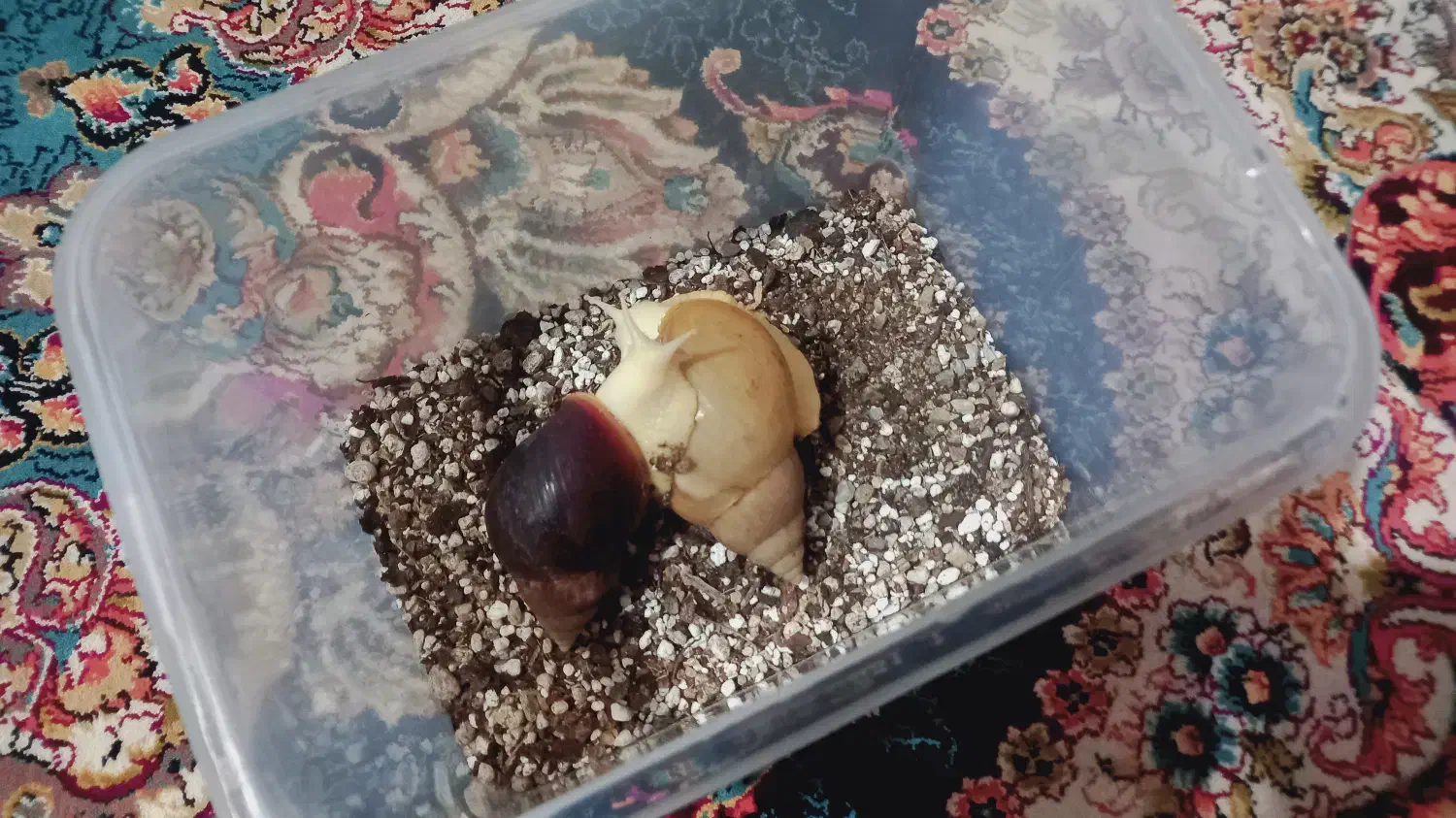 دو عدد حلزون بالغ|خزنده|شهریار, شهریار|دیوار