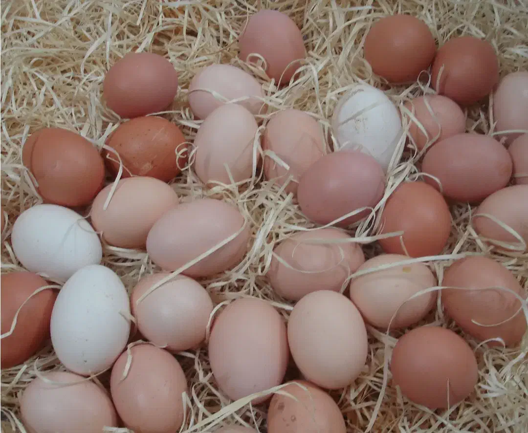 تخم مرغ|حیوانات مزرعه|قم, هفت تیر|دیوار