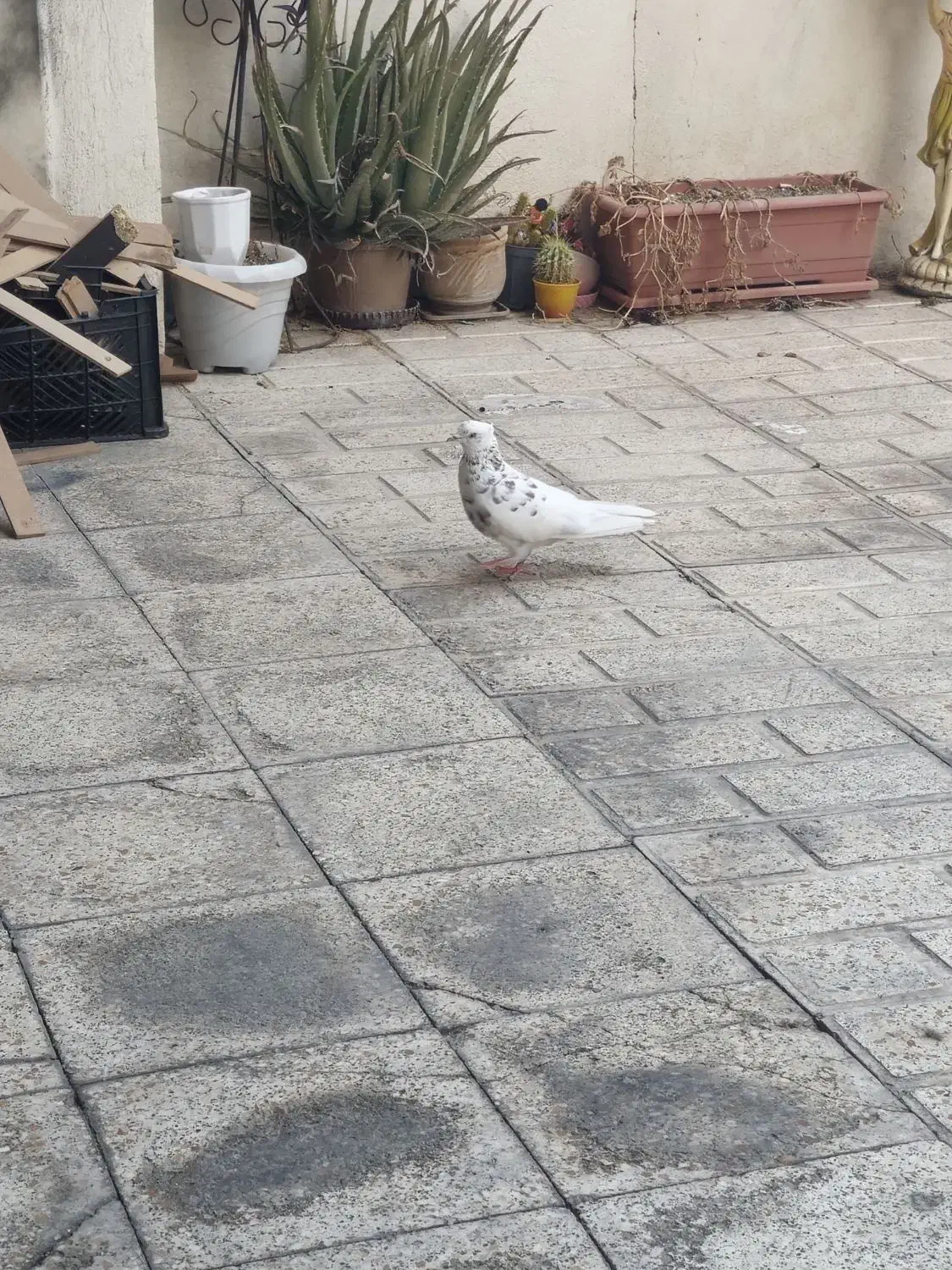 کفتر گمشده|پرنده|اسلامشهر, شهرک سعیدیه|دیوار