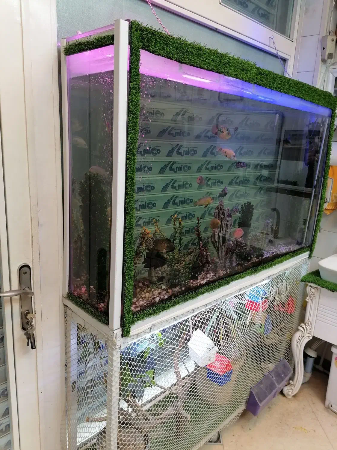 آکواریوم بزرگ با فضایی رویایی|ماهی|گنبد کاووس, |دیوار