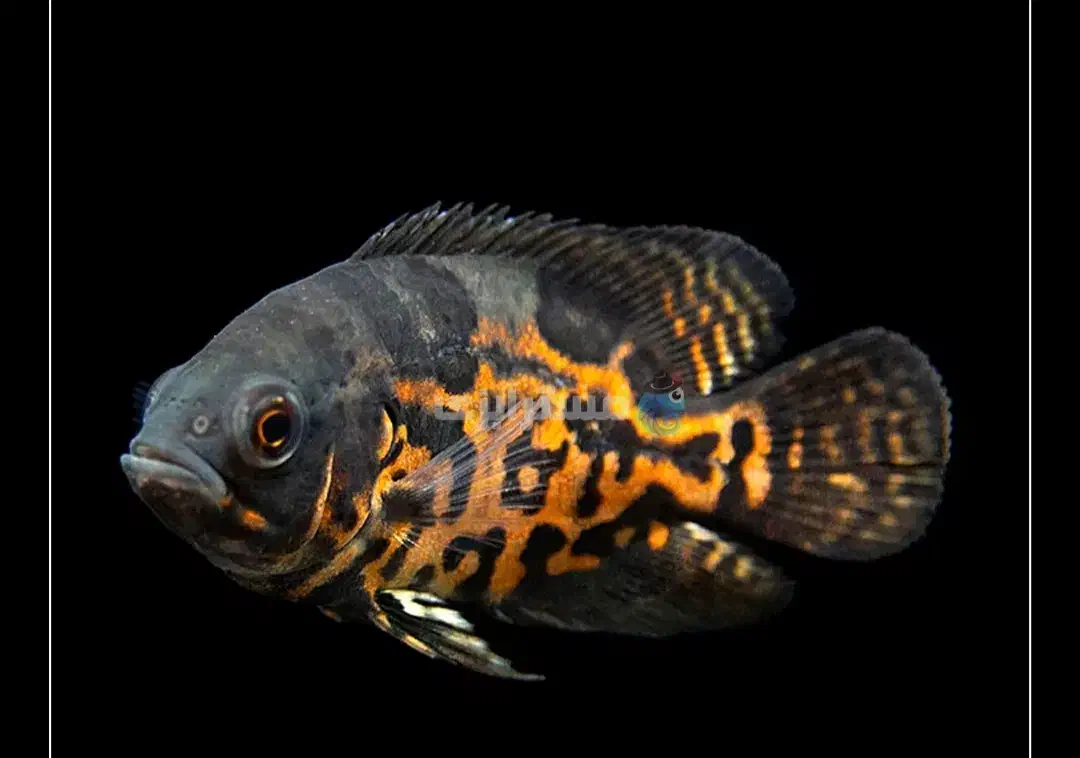 فروش ماهی اسکار و پنگوسی|ماهی|خرم بید, |دیوار