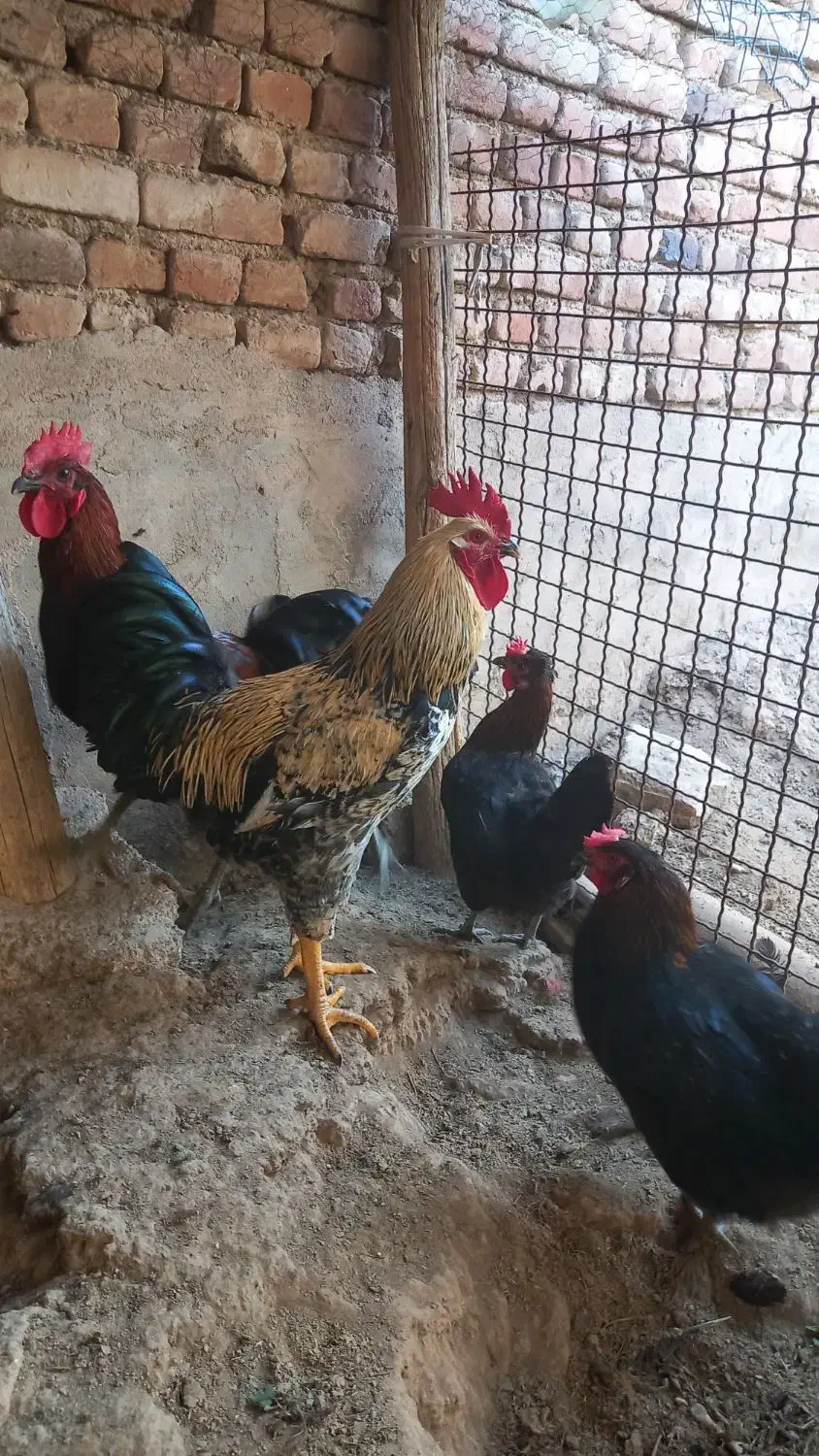 خروس|حیوانات مزرعه|عجب شیر, |دیوار