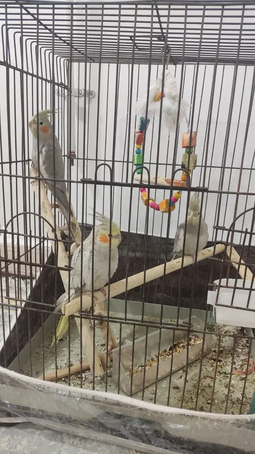 عروس سه ماهه سه عدد|پرنده|بندر ماهشهر, |دیوار