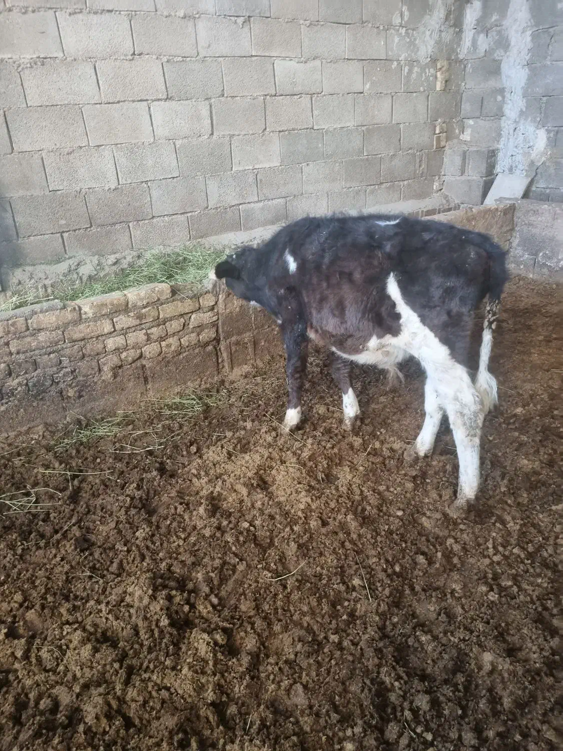 نخری شکم اول زاییده|حیوانات مزرعه|خمینیشهر, |دیوار