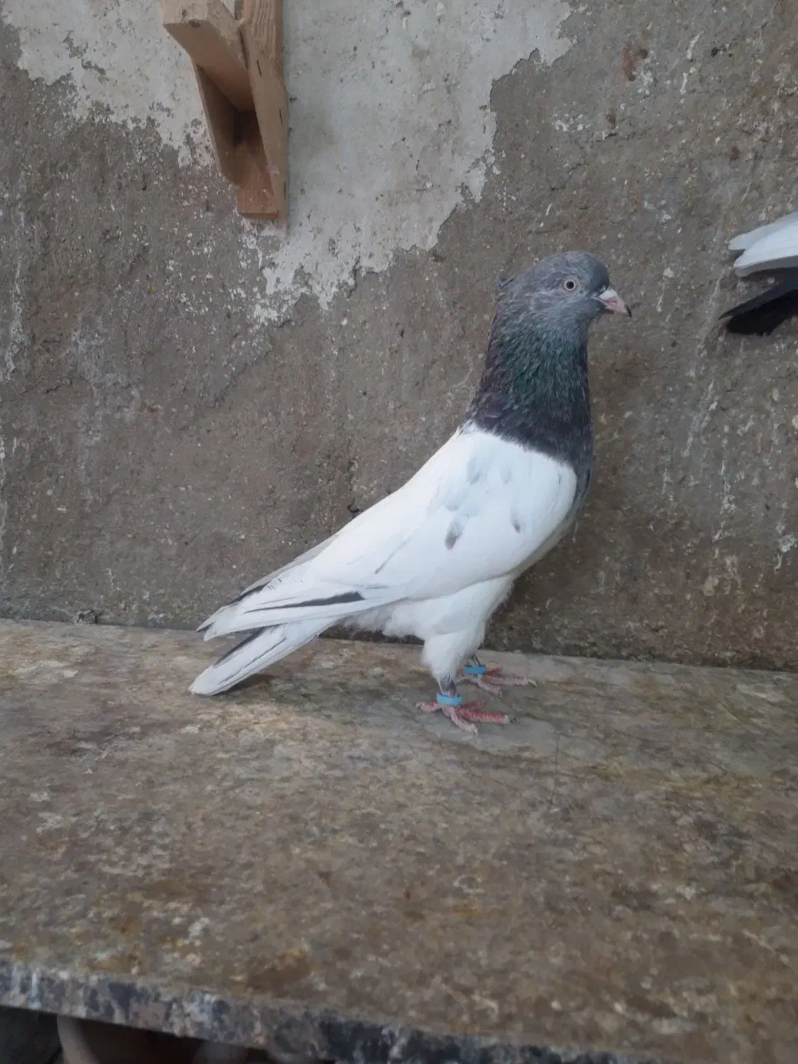 کبوتر کله سبز|پرنده|قیروکارزین, |دیوار