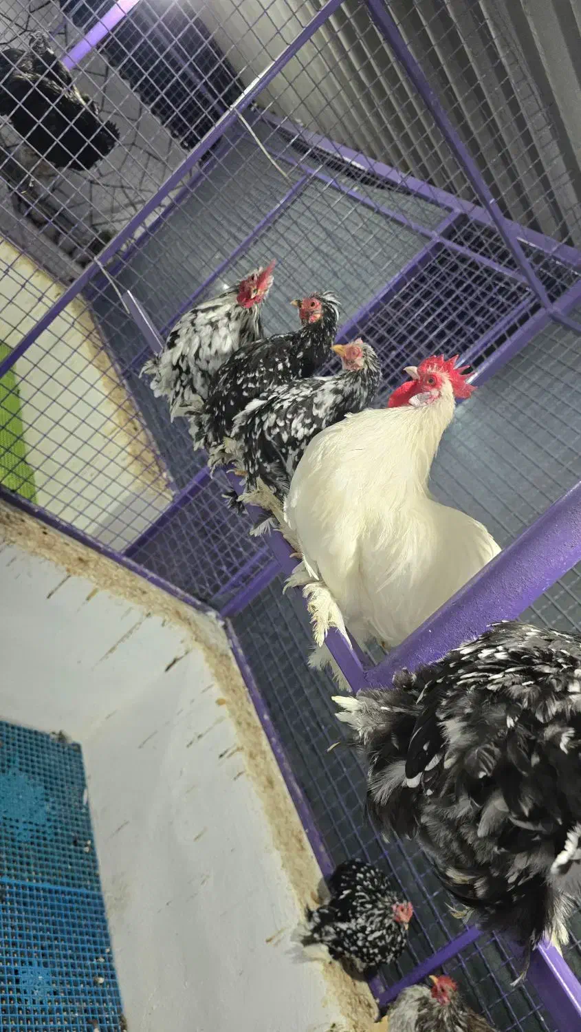 مرغ زینتی|حیوانات مزرعه|کوار, |دیوار