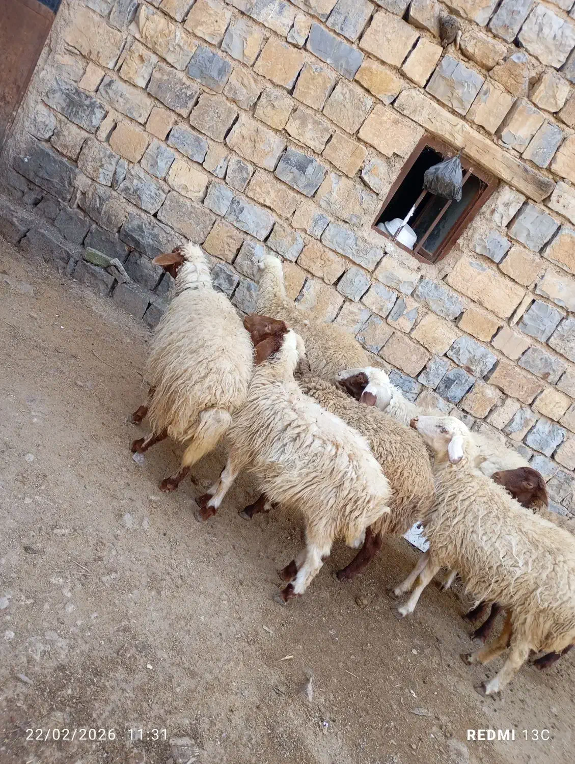 بره|حیوانات مزرعه|جوانرود, |دیوار