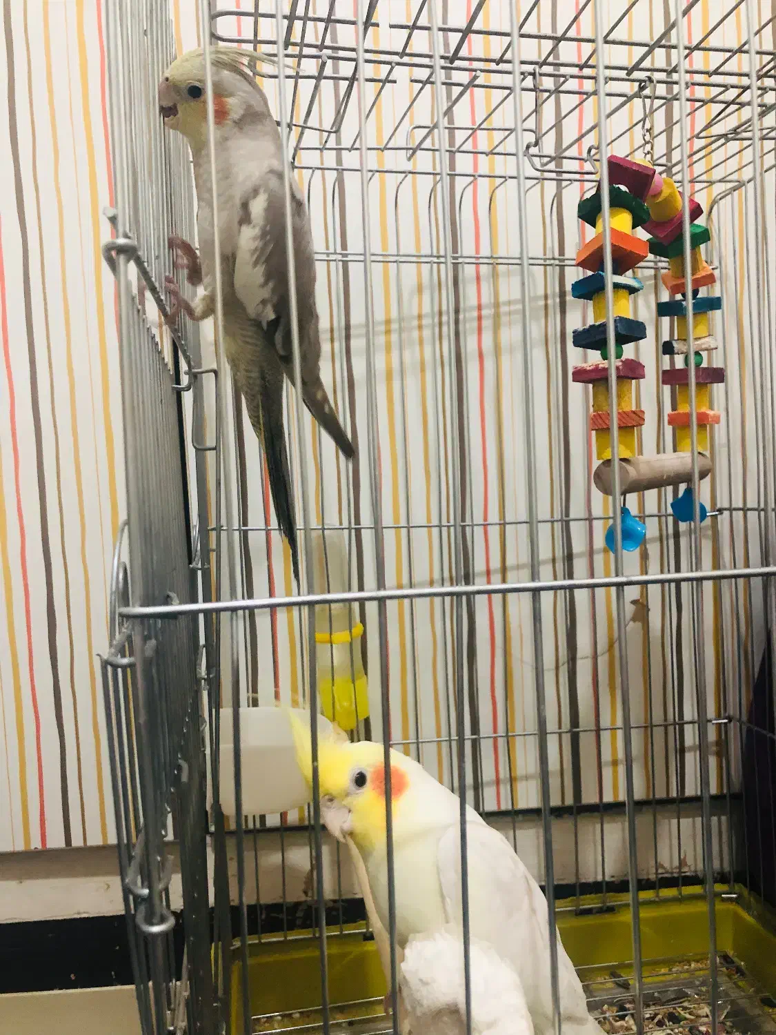 عروس هلندی|پرنده|بندر امام خمینی, |دیوار