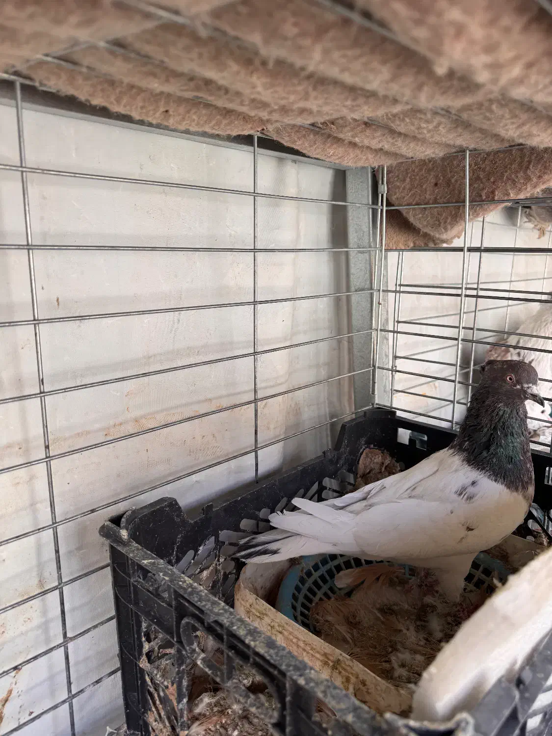 کبوتر|پرنده|خمینی‌شهر, |دیوار