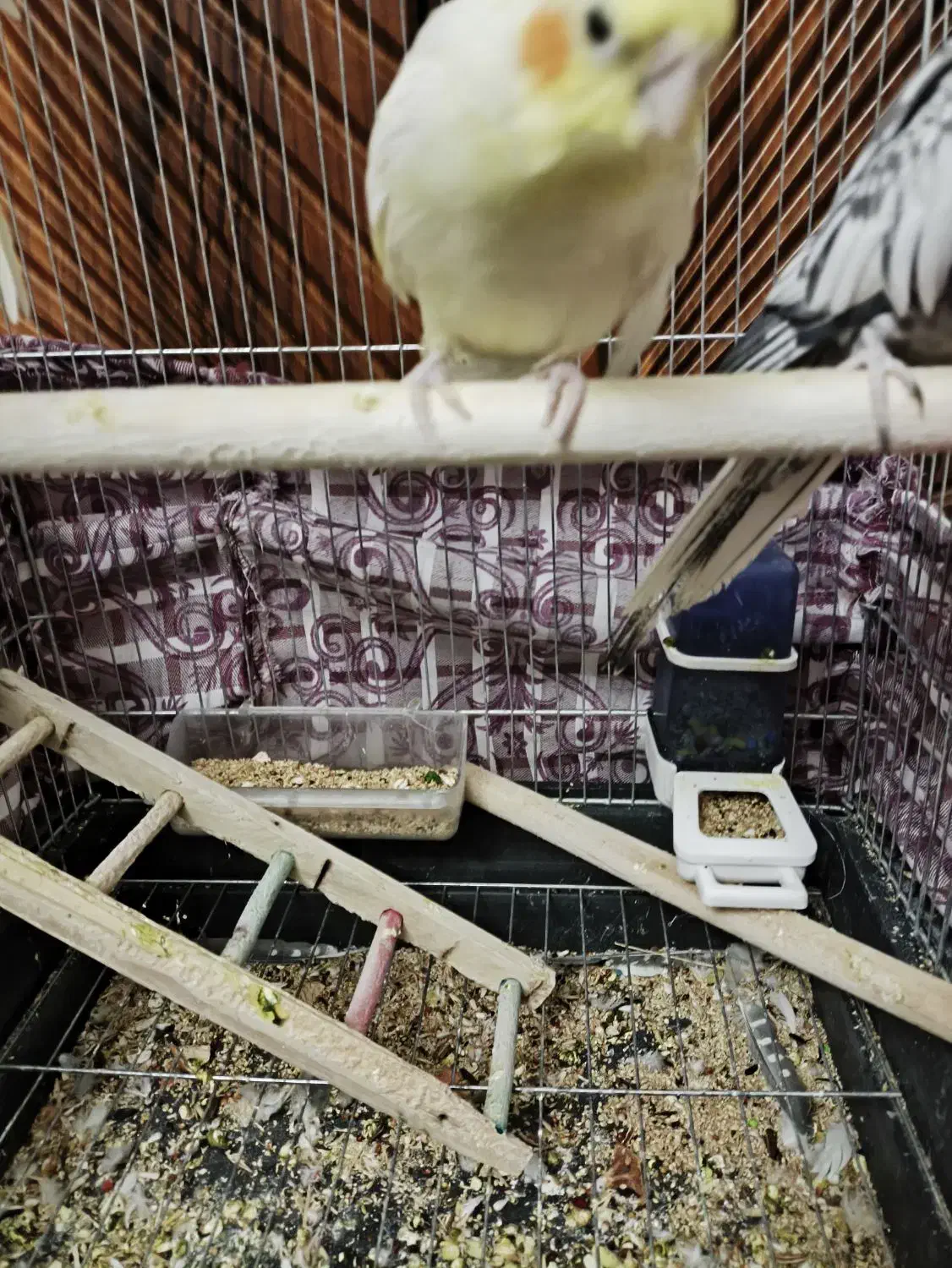 عروس هلندی|پرنده|اراک, |دیوار