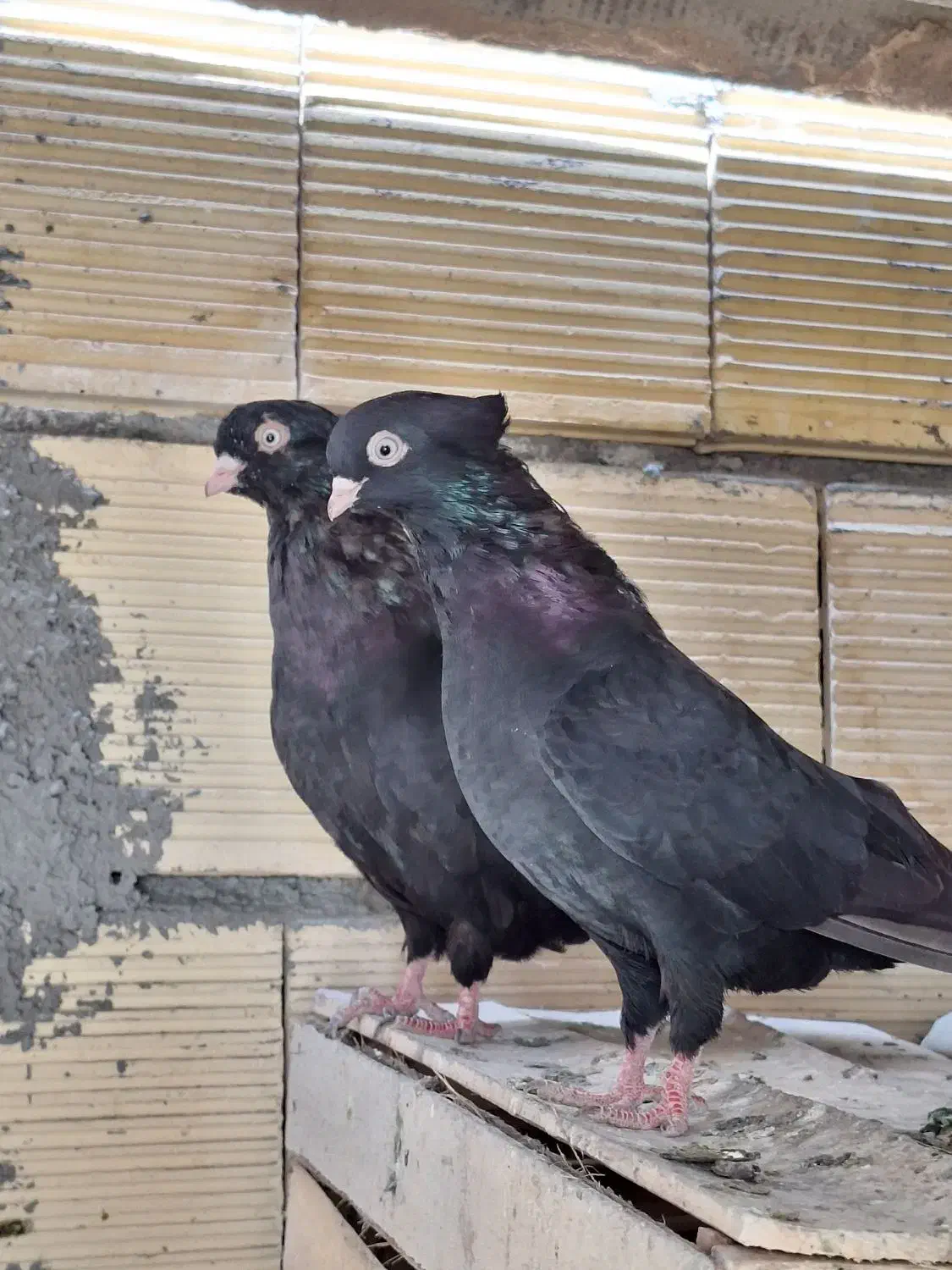 کبوتر زاغ چشم و نوک سفید|پرنده|پیر بکران, |دیوار