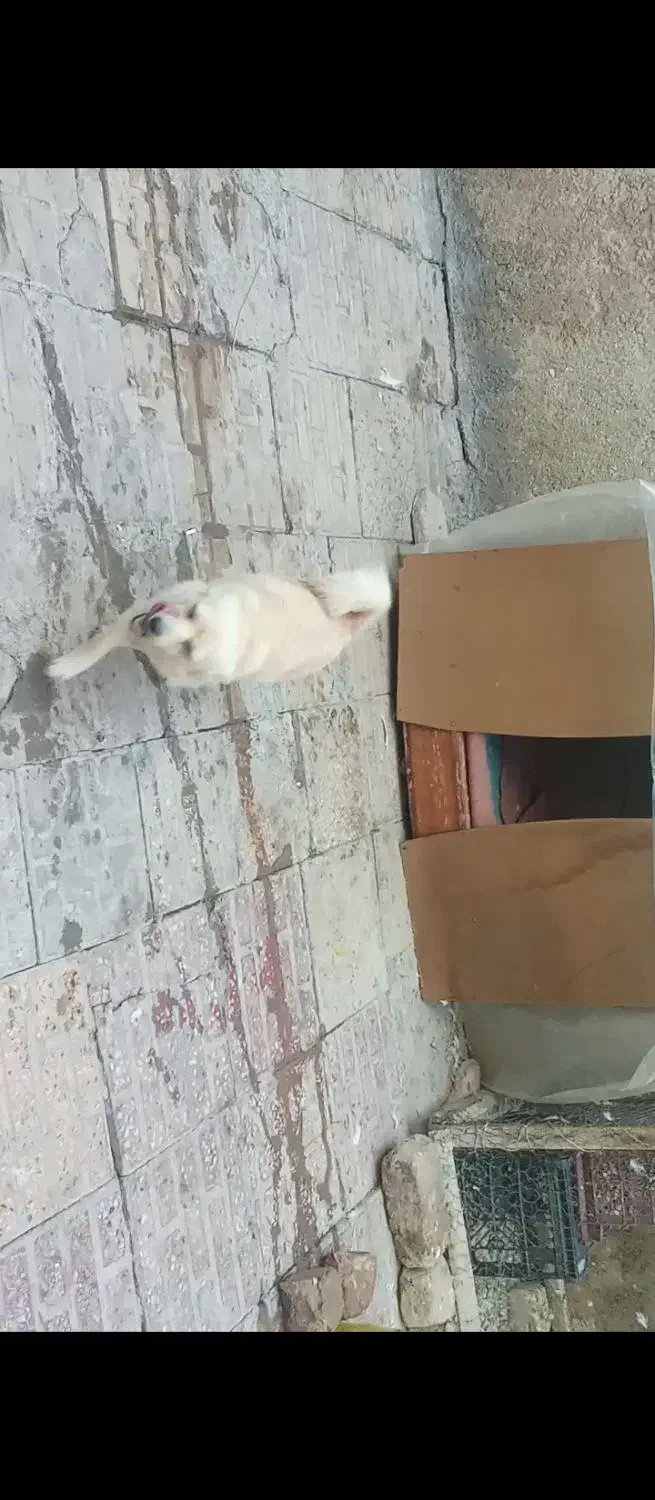 سگ پا کوتاه|حیوانات|نهاوند, |دیوار