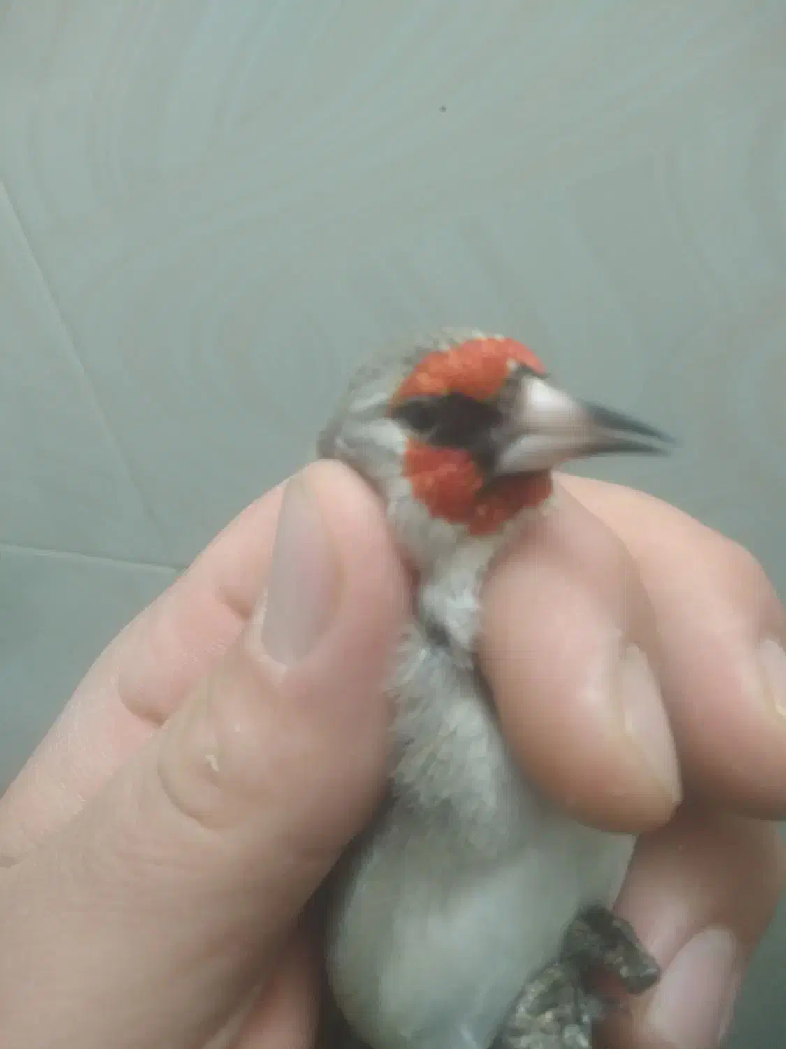 سهره|پرنده|جلگه شوقان, |دیوار