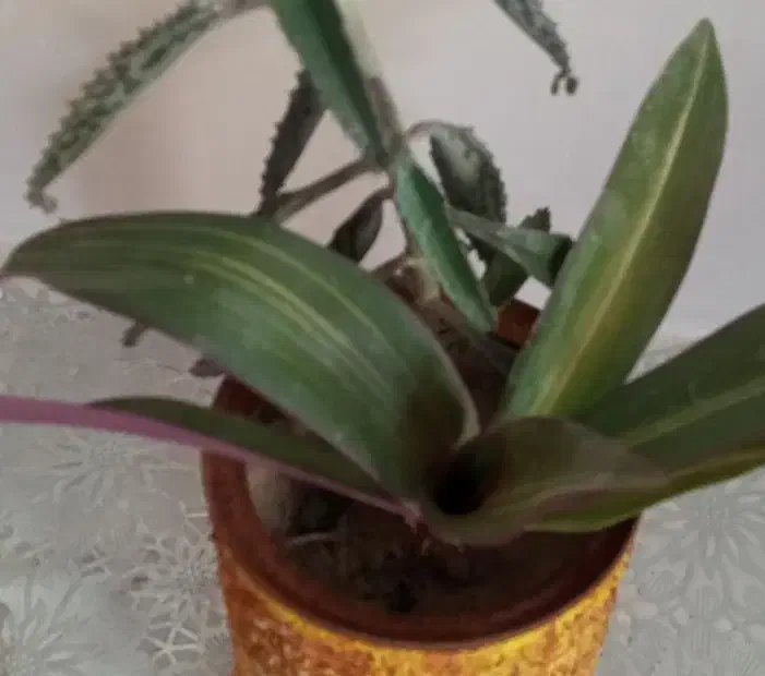 گلهای طبیعی|گل و گیاه طبیعی|آذرشهر, |دیوار