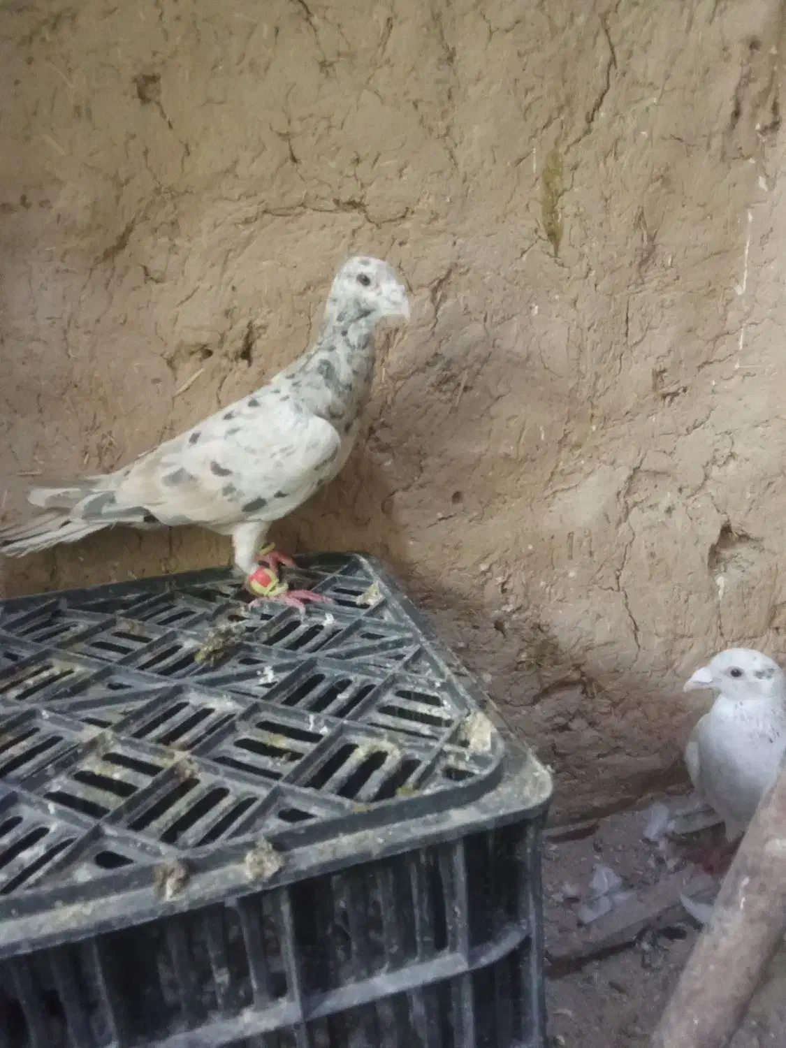کبوتر باخت خورده|پرنده|شیروان (خراسان), |دیوار