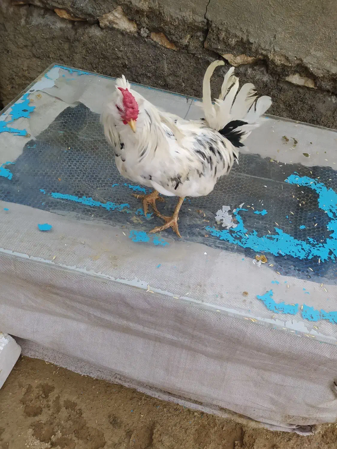 خروس گلین|حیوانات مزرعه|سرپل ذهاب, |دیوار