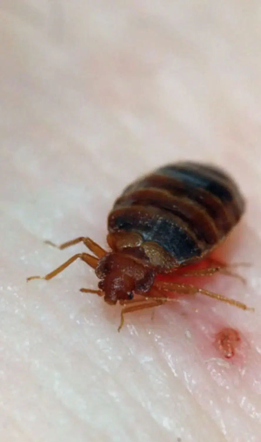 سمپاشی سم پاشی متخصص ساس و سوسک «۱۰۰٪تضمینی»|خدمات نظافت|پاکدشت, پاکدشت (مامازند)|دیوار