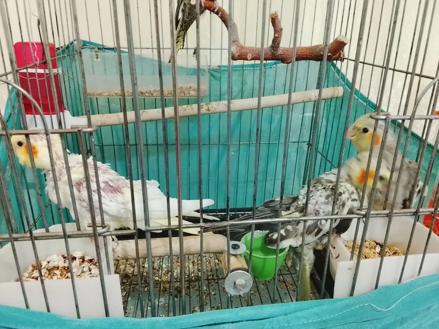 ۳ تا بچ عروس هلندی|پرنده|نورآباد, |دیوار