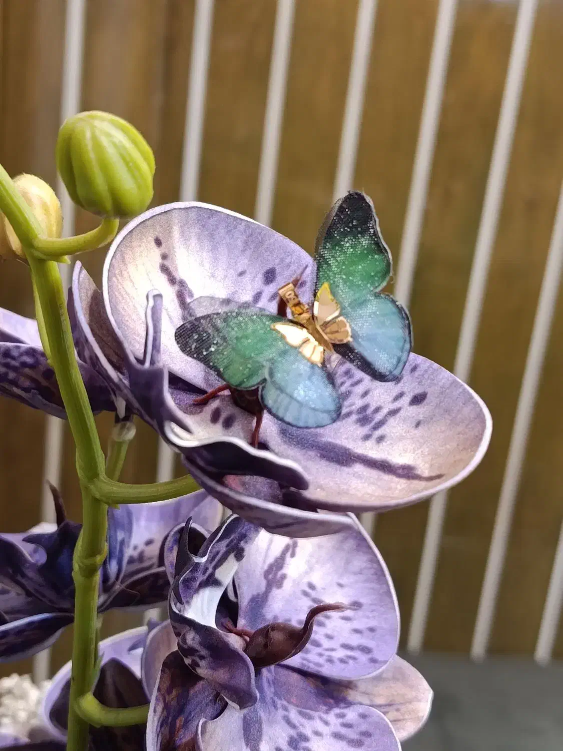 پلاک پروانه|جواهرات|مراغه, |دیوار