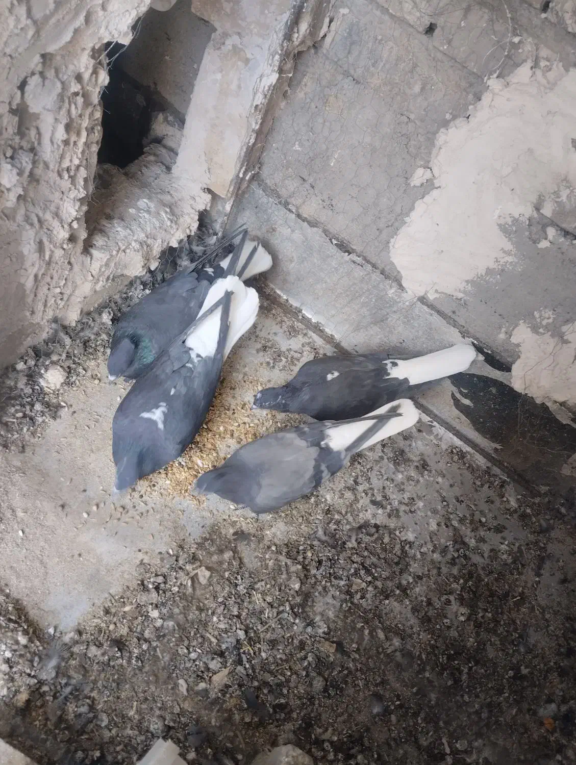 کبوتر دم سفید|پرنده|حمیدیا, |دیوار