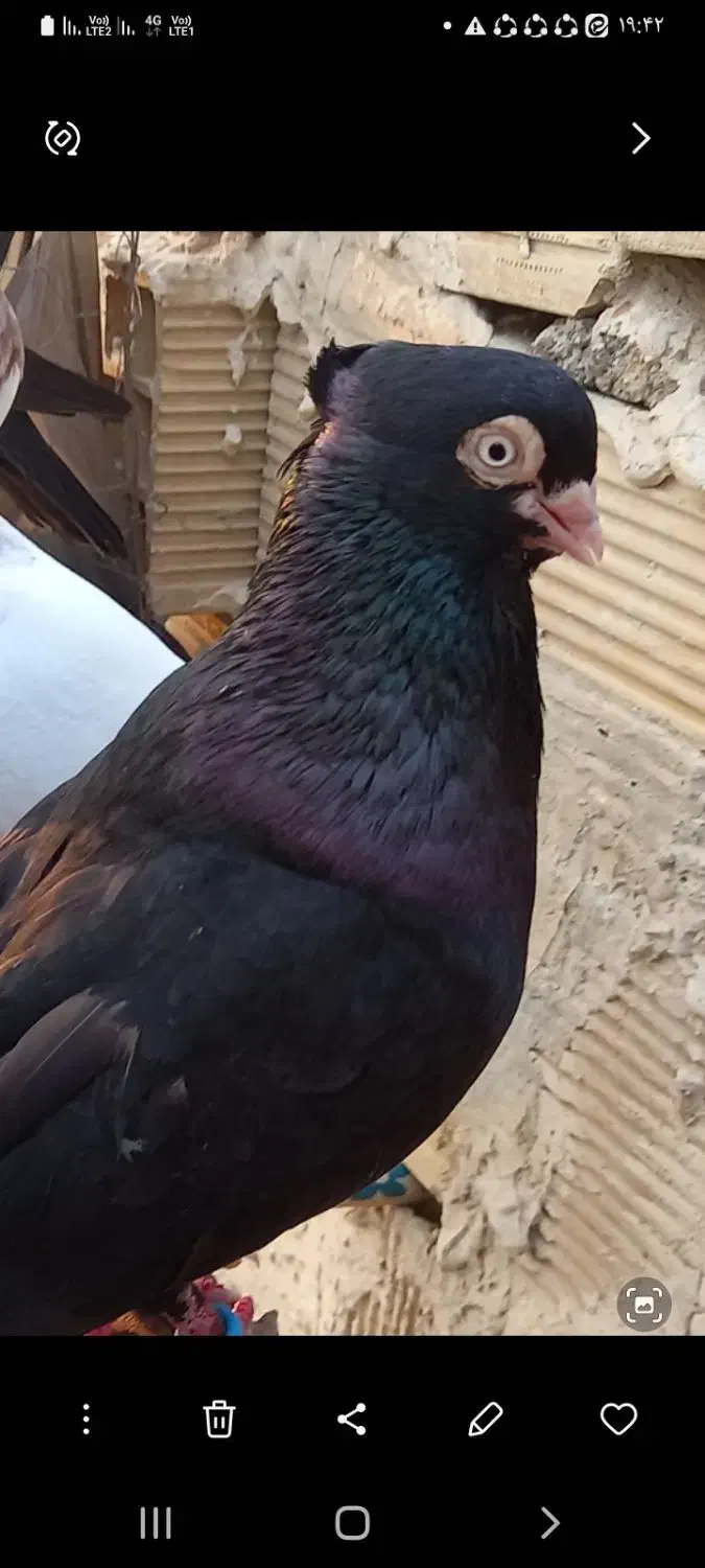 سیاه ابادان|پرنده|بندر ماهشهر, |دیوار