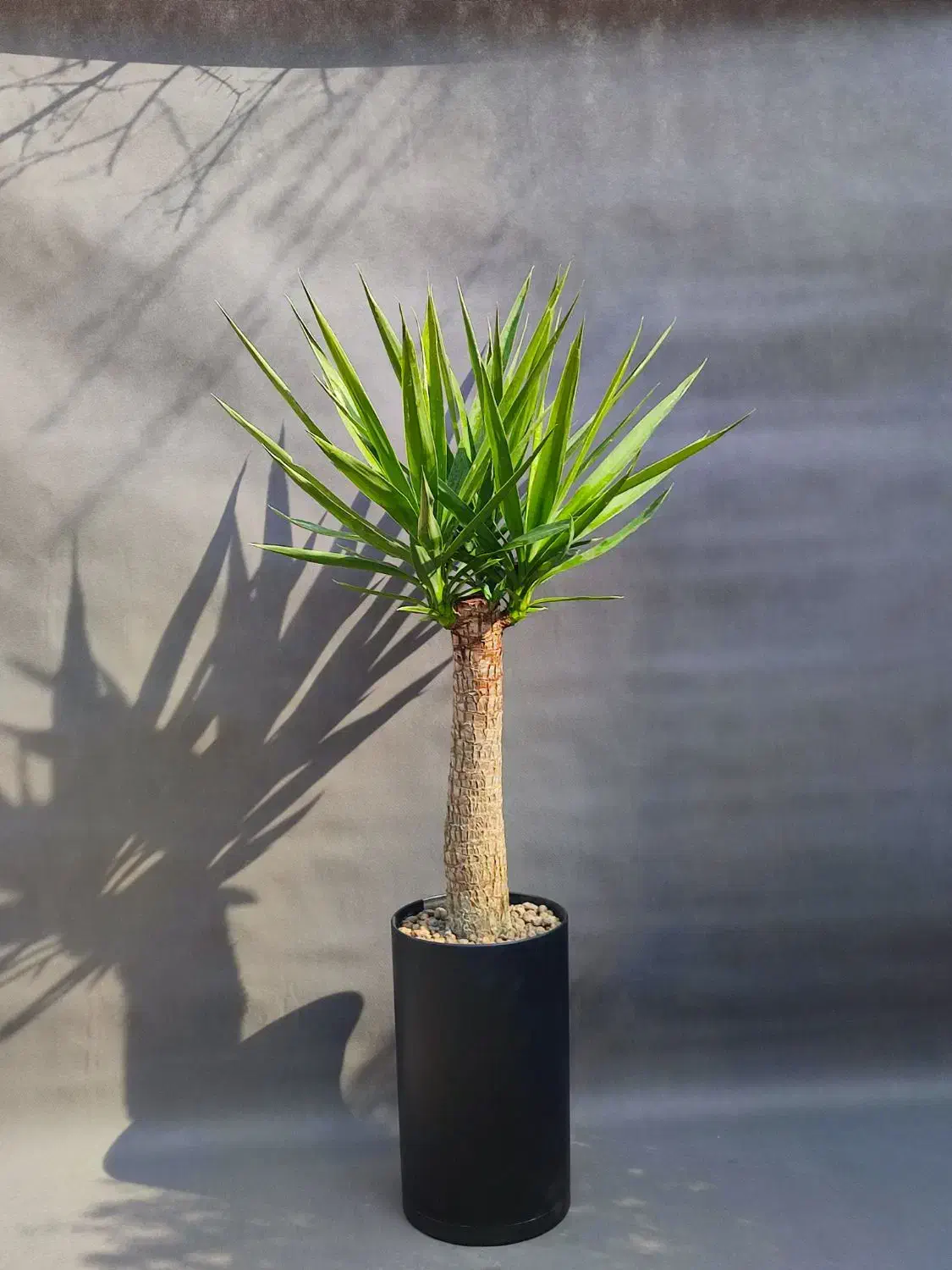 نخل یوکا، ۷۵ درصد تخفیف/ بدون گلدان|گل و گیاه طبیعی|تهران, صادقیه|دیوار