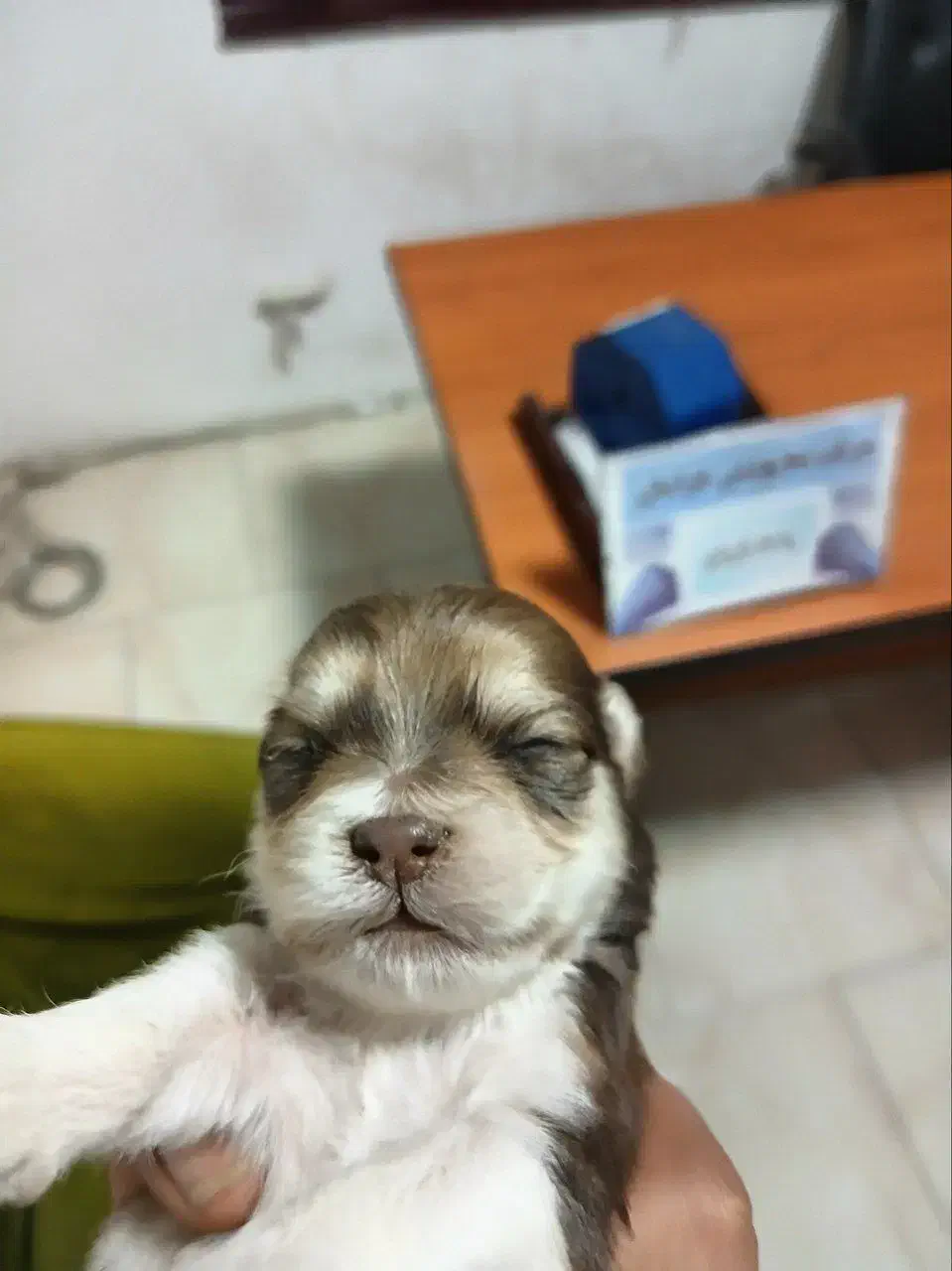 سگ نر 6ماه|سگ|تربت جام, پاسداران|دیوار