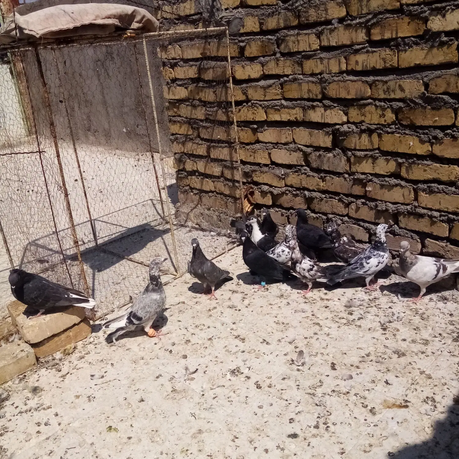 کبوتر|پرنده|بردسکن, |دیوار