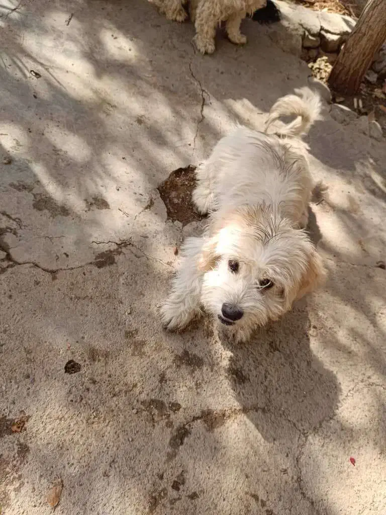 شیتزو|سگ|خاوران, |دیوار