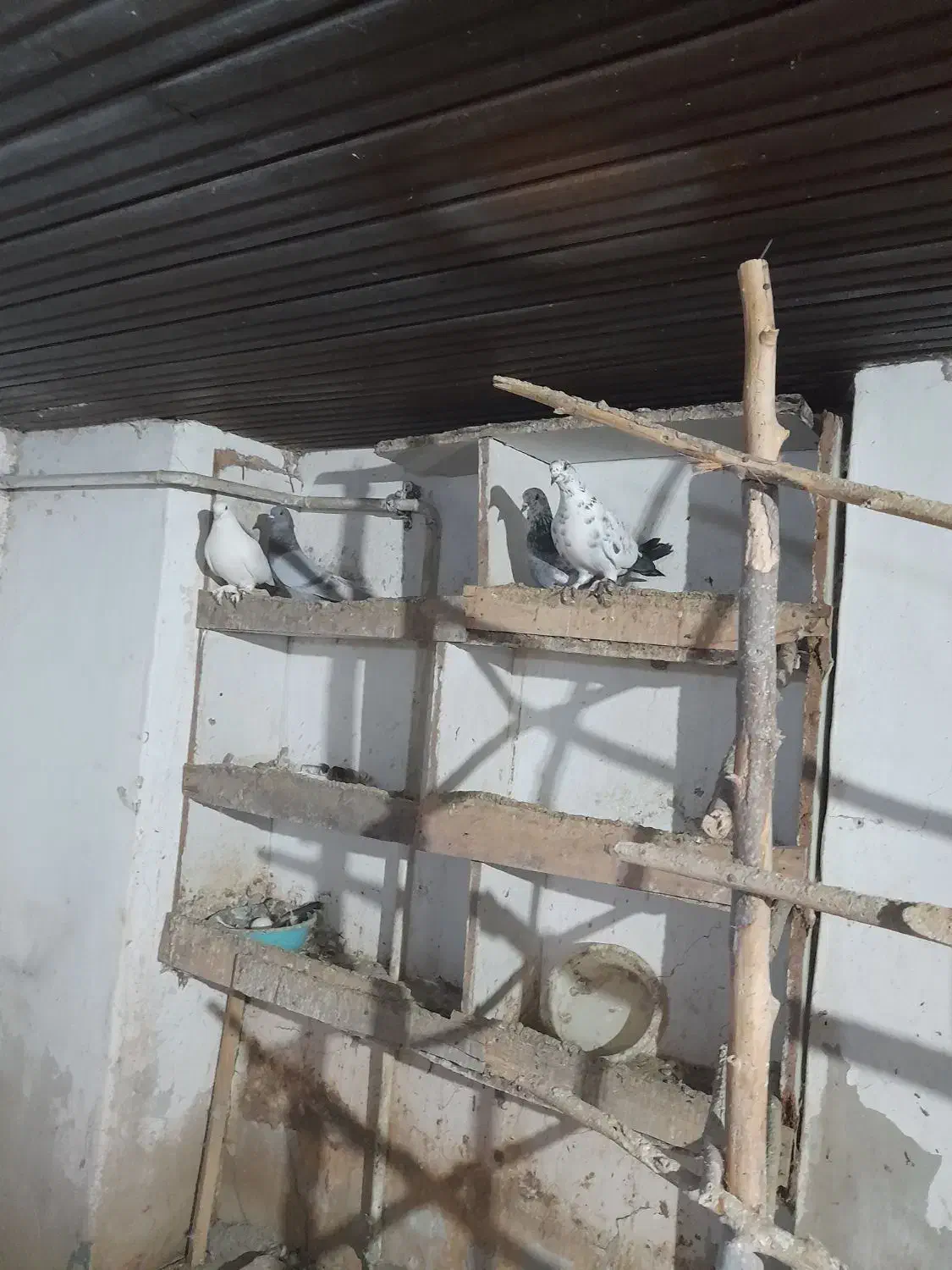 چندعددکبوترپرشی|پرنده|نوکنده, |دیوار