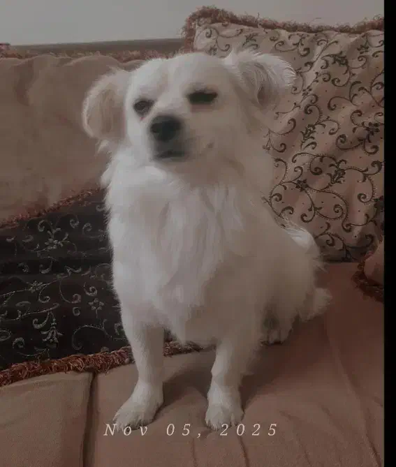 سگ‌پامرین اشپیتز|سگ|شیروان (خراسان), |دیوار