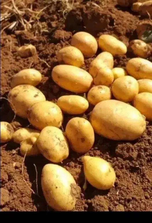 بدون کودسیب زمینی|خوردنی و آشامیدنی|دیواندره, |دیوار