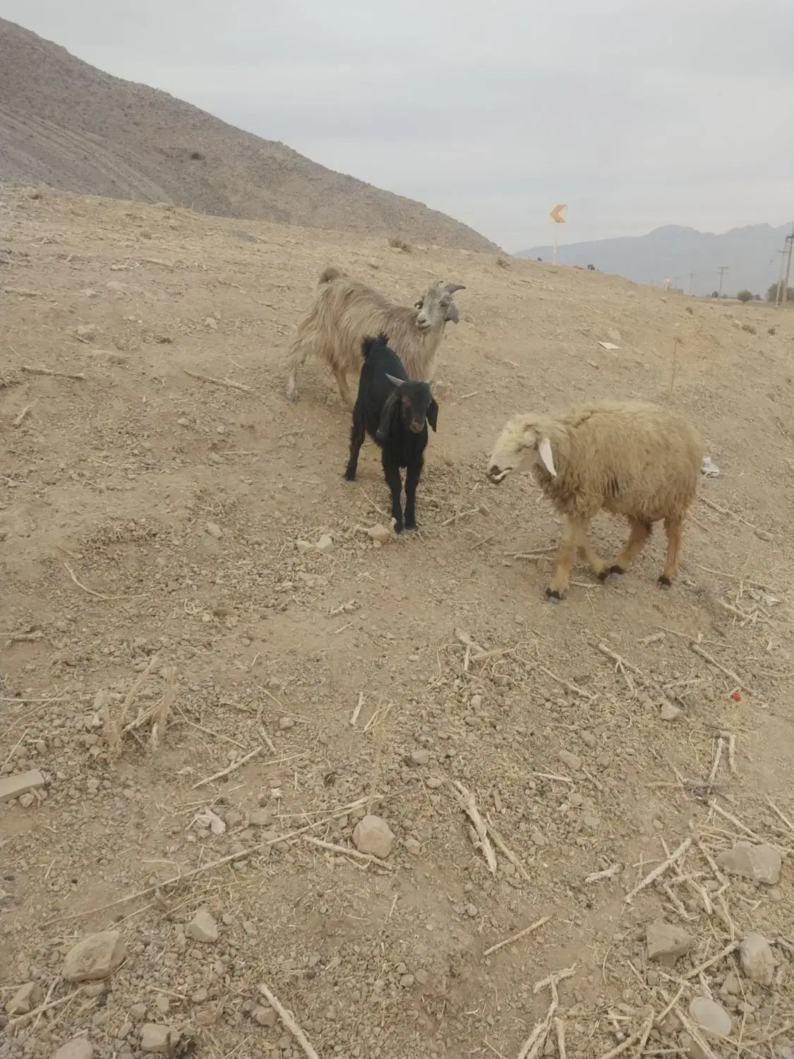 بز کهره دار|حیوانات مزرعه|درودزن, |دیوار