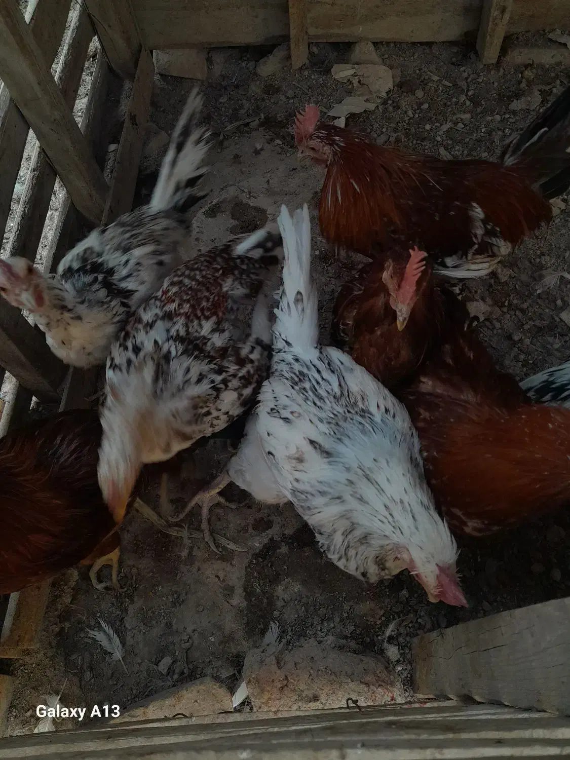 نیمچه مرغ خروس|حیوانات مزرعه|خرمشهر, |دیوار