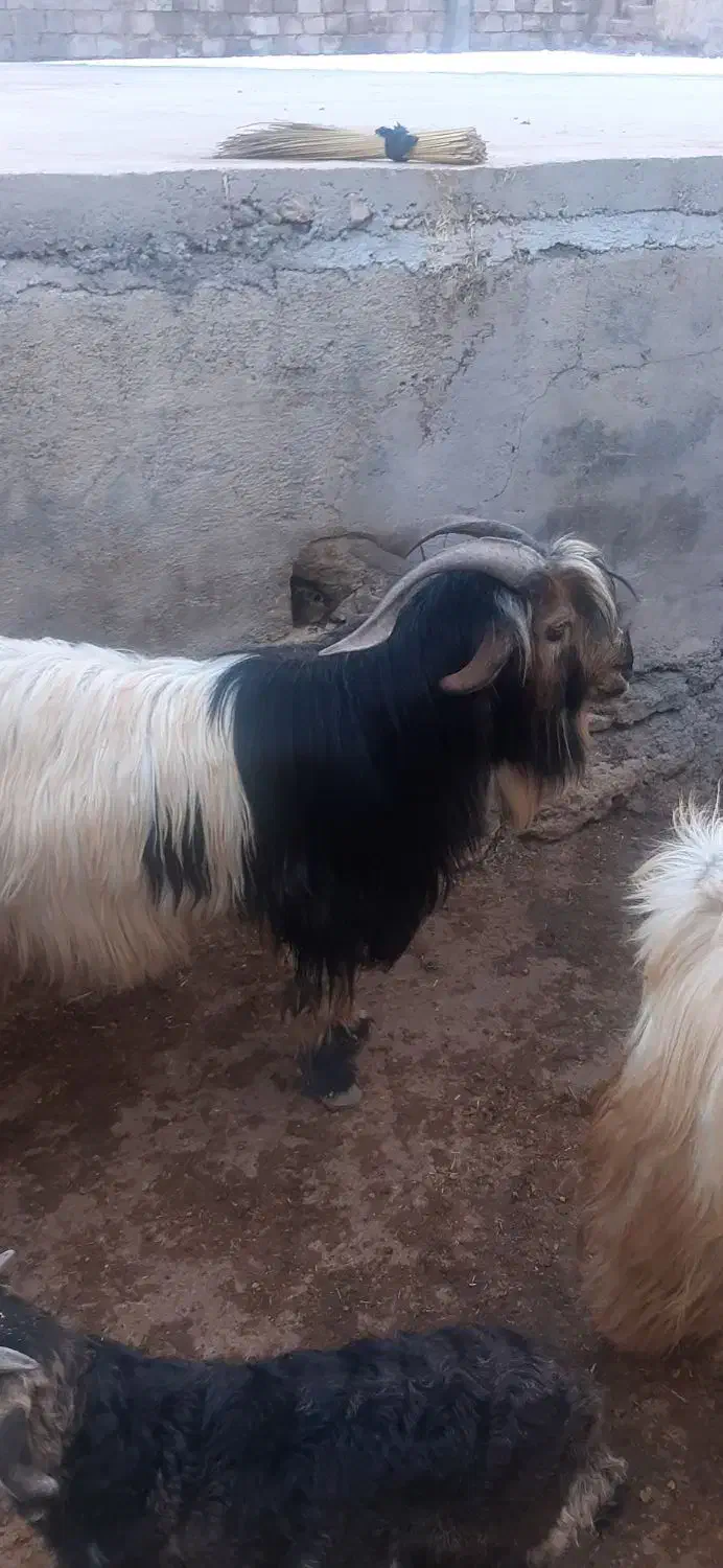 بهدهتخمیروزگاری|حیوانات مزرعه|ناغان, |دیوار