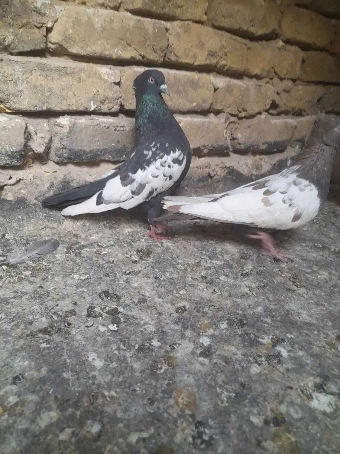 کبوترخوب|پرنده|مشهد, بلال|دیوار