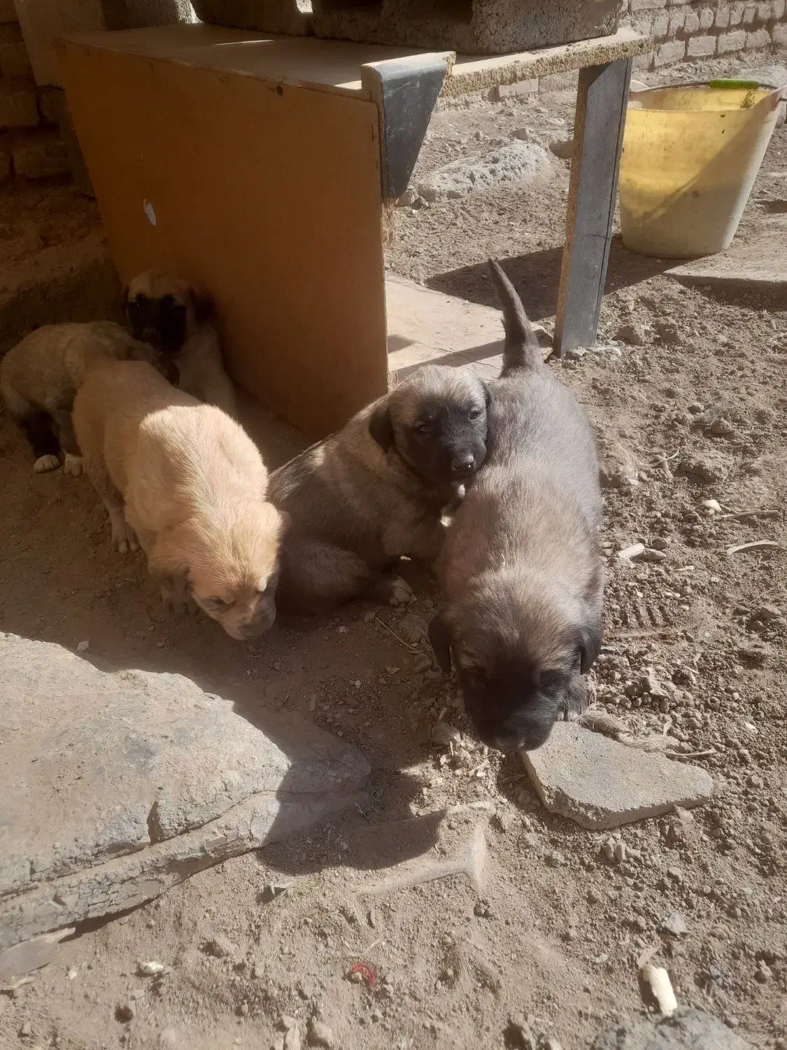 واگزاری|سگ|سراب, |دیوار