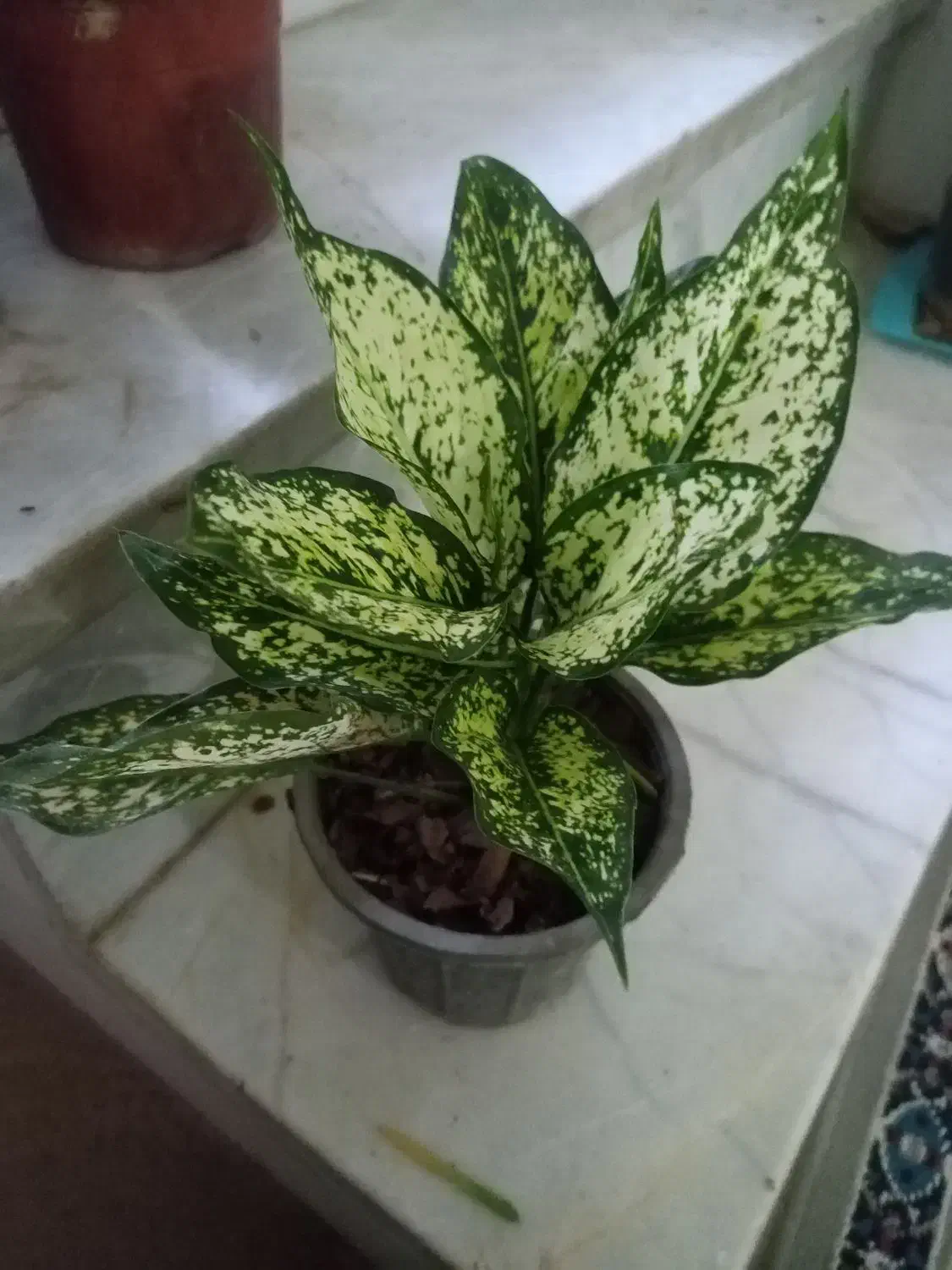 گل های اپارتمانی قیمت مناسب|گل و گیاه طبیعی|یزد, |دیوار