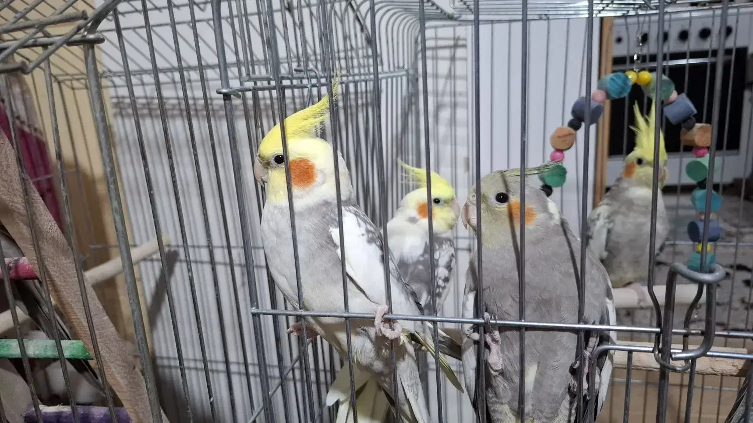 عروس هلندی|پرنده|رشت, پیرکلاچای|دیوار