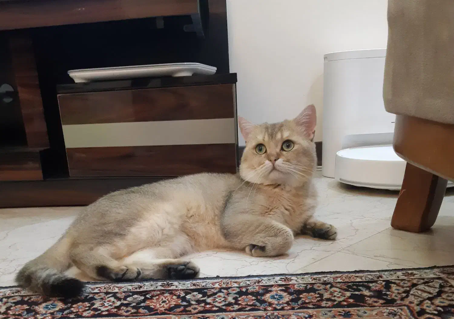 بریتیش گلد نر (جفتگیری)|گربه|تهران, باغ فیض|دیوار