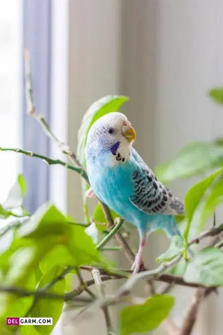 مرغ عشق ماده|پرنده|محلات, |دیوار