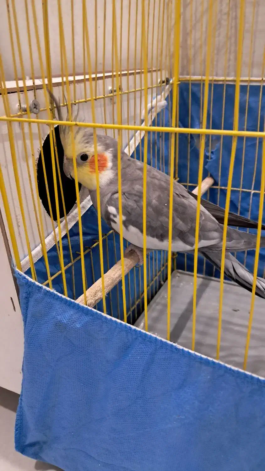 عروس هلندی|پرنده|ساوه, |دیوار