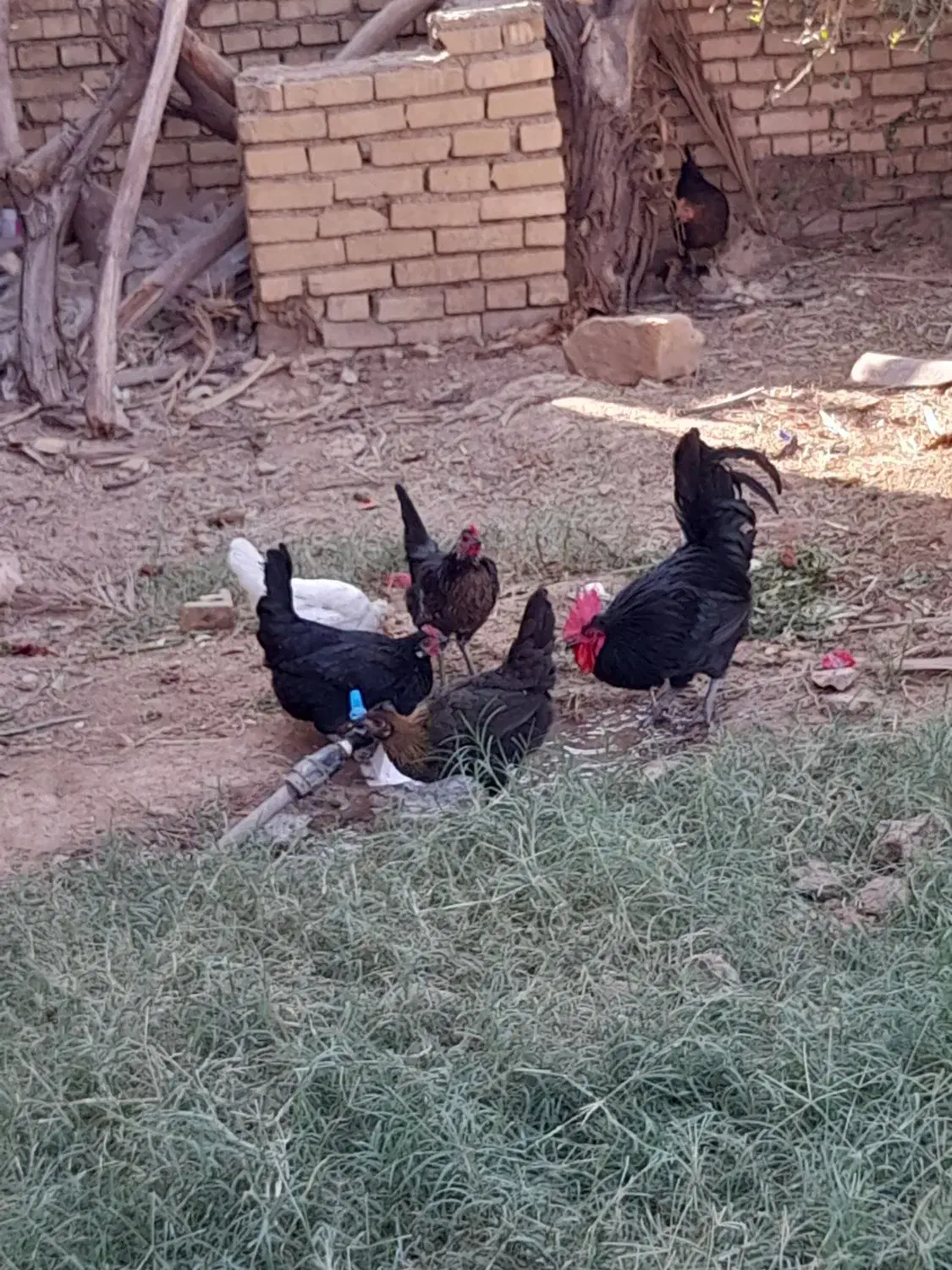 مرغ باتخفیف حمیدیه|حیوانات مزرعه|حمیدیه, |دیوار