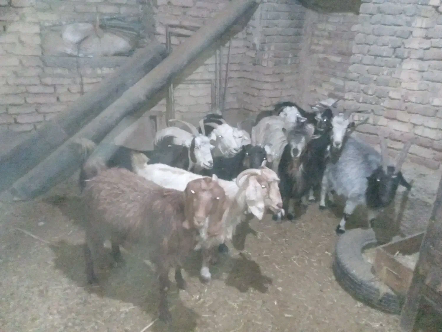 بز بزغاله شهرکردی وچن تا گوش بلند نژدی بیمی|حیوانات مزرعه|زنده رود, |دیوار